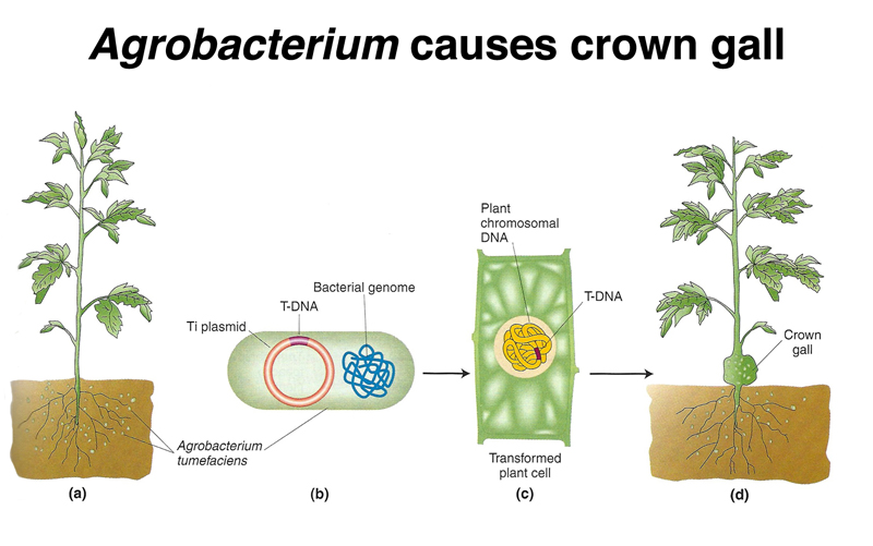 recombinant DNA