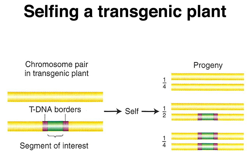 recombinant DNA