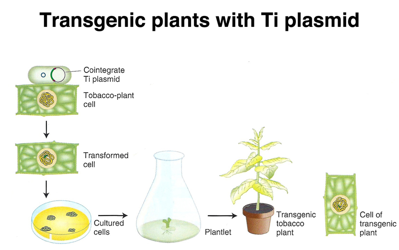 download plants food medicine and the green