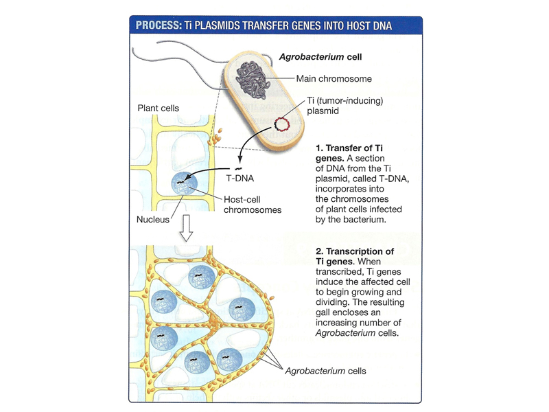 recombinant DNA