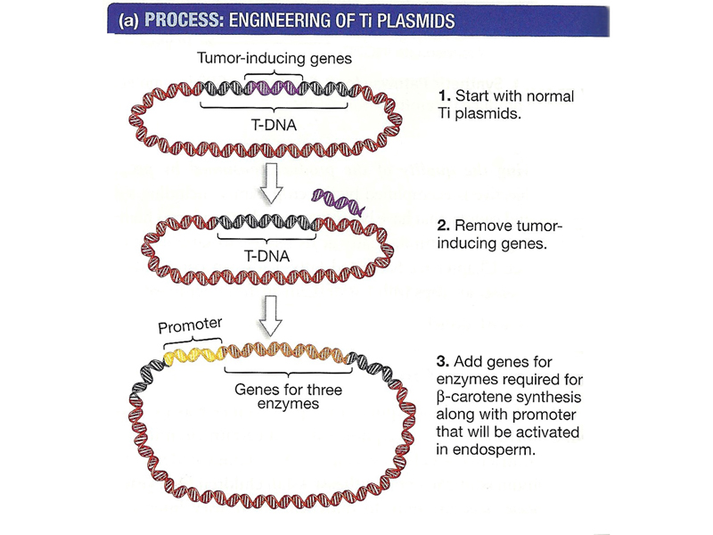 recombinant DNA