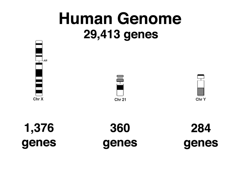 embryo selection technic.jpg