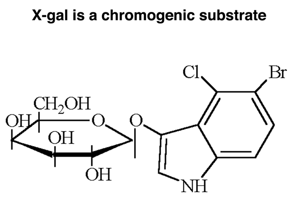 X-gal