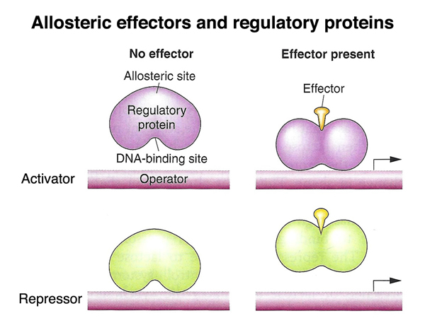 lac operon