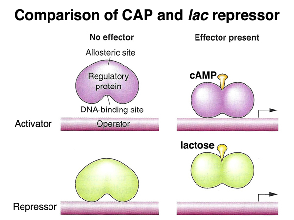 trp operon