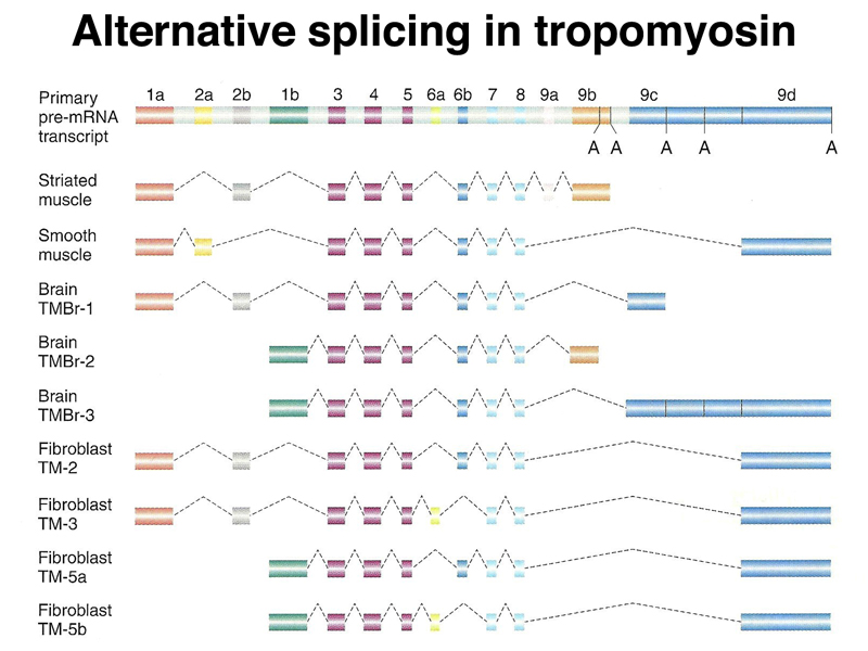 alternative splicing