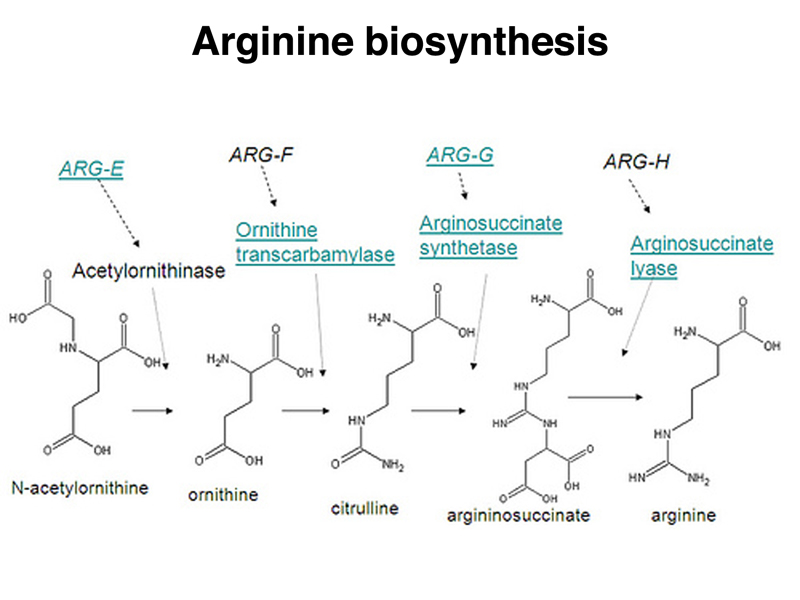 Arginine sythesis pathway