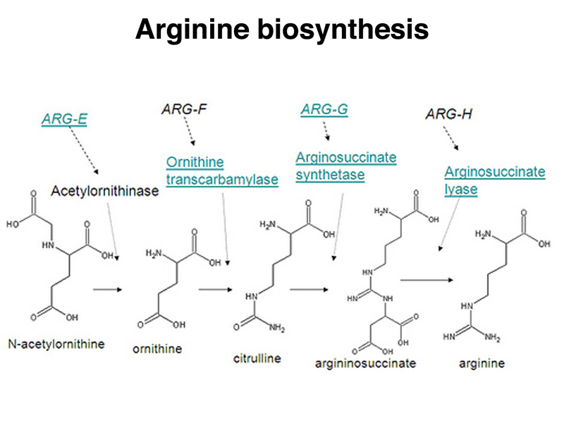 arginine pathway