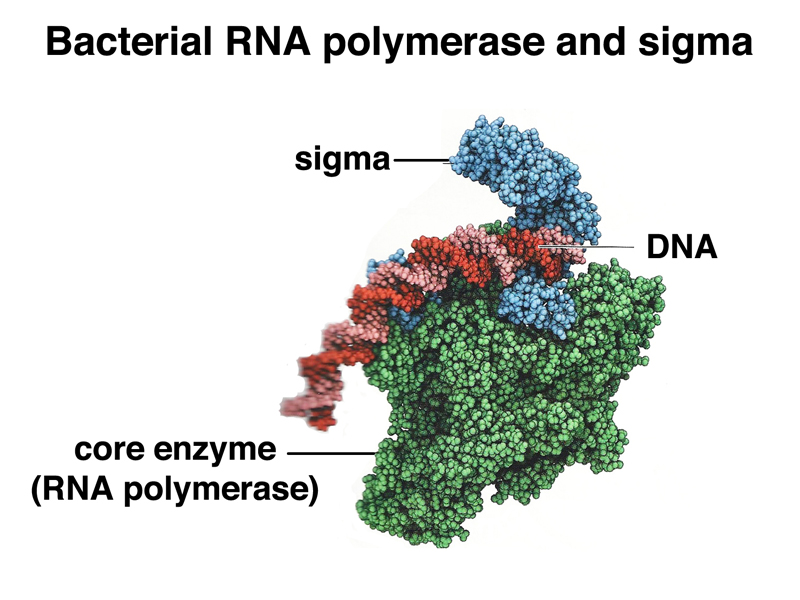 RNA polymerase