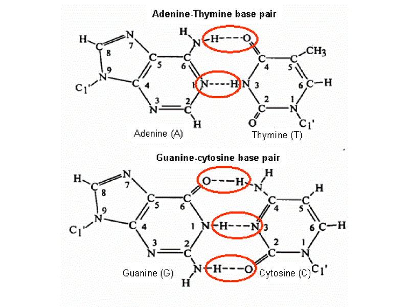 base pairing