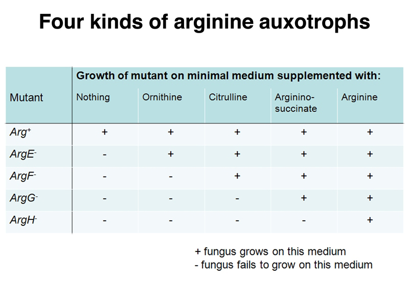 arginine auxotrophs