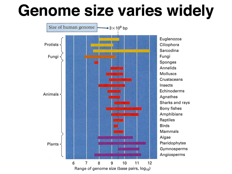 genome structure