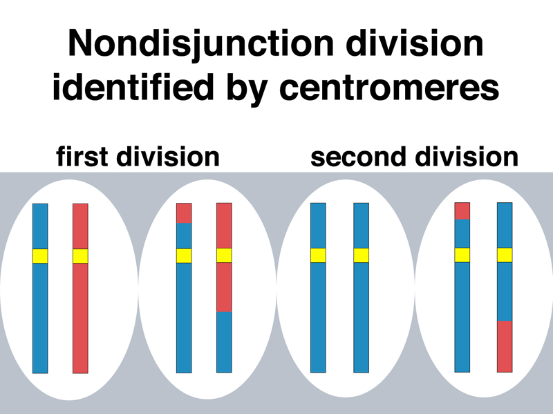 disomic gametes