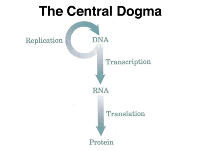 central dogma