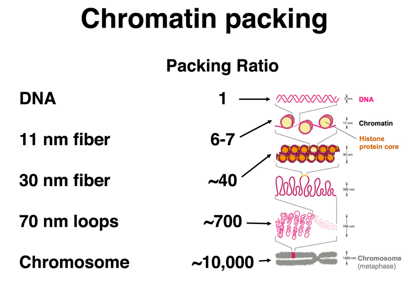 chromatin packing