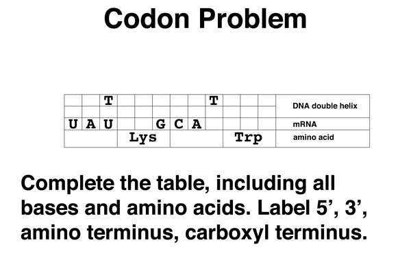 codon problem