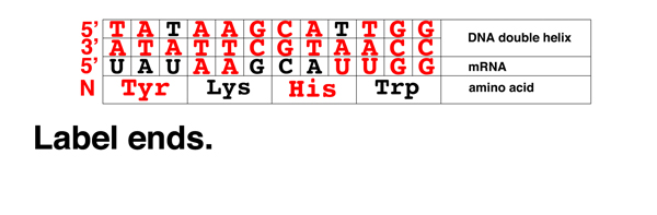 codon problem