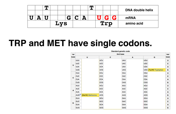 codon problem