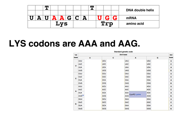 codon problem