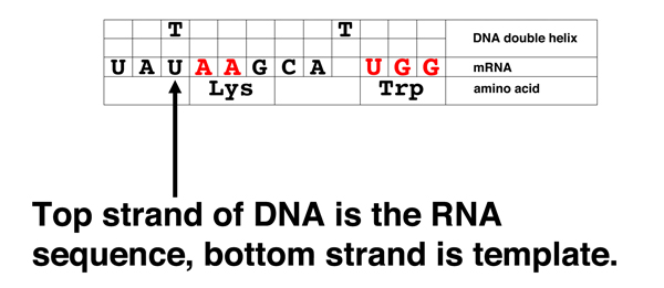 codon problem