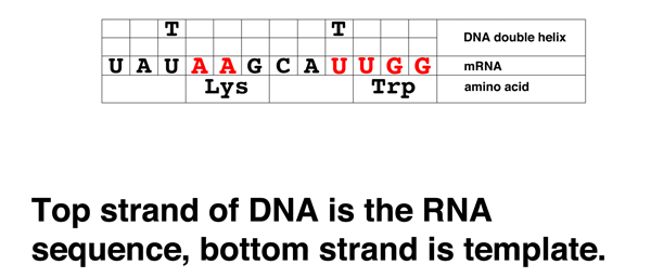 codon problem