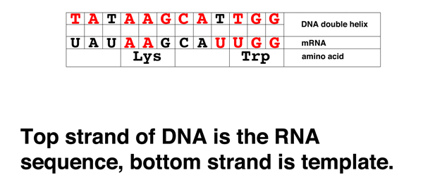 codon problem