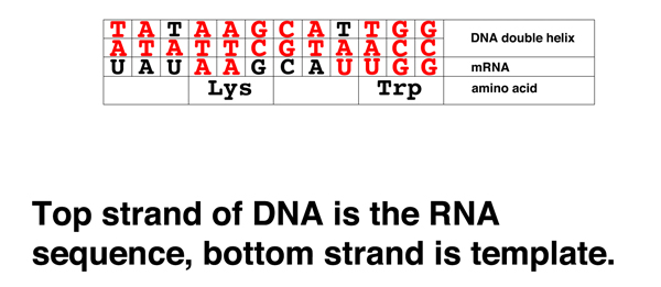 codon problem