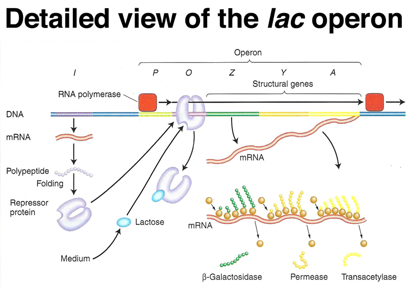 lac operon