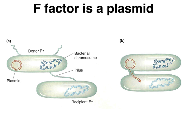 F factor