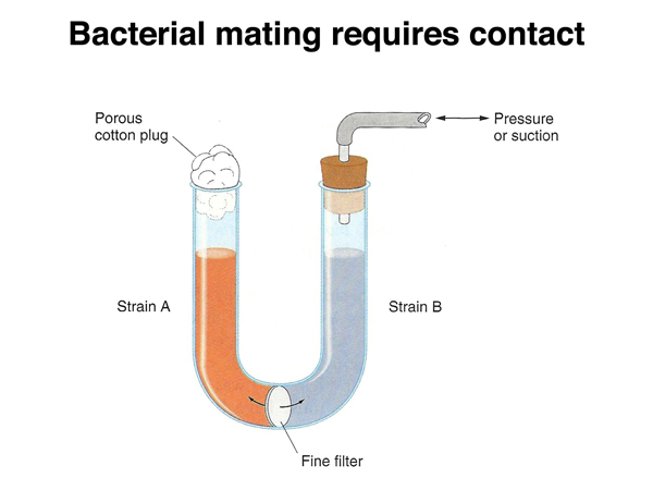 bacteria mate