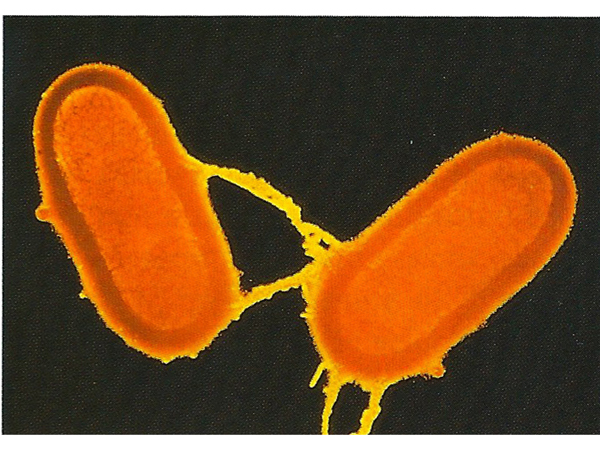 bacteria mate