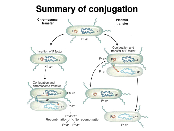 conjugation