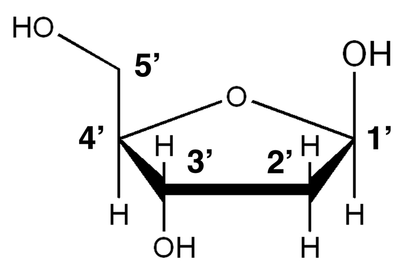 deoxyribose