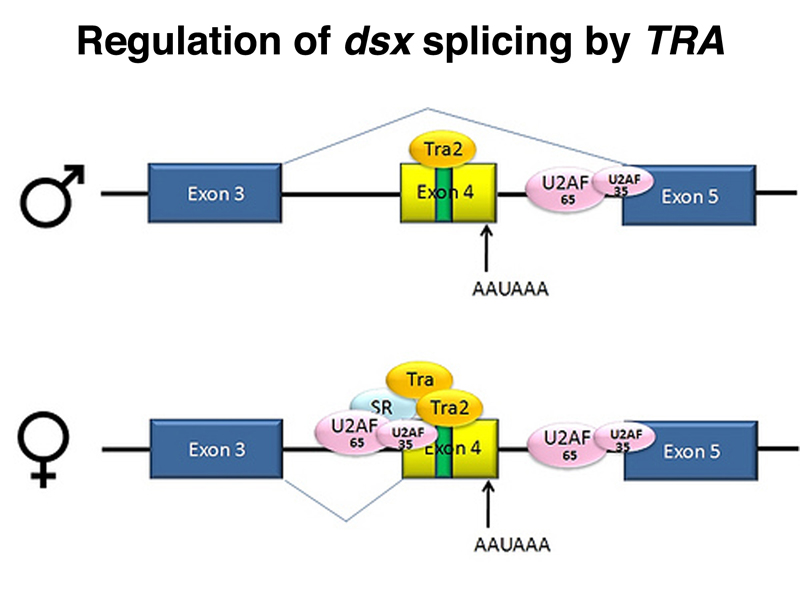 dsx