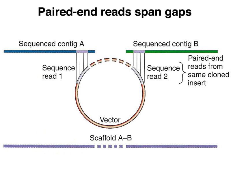 genome structure