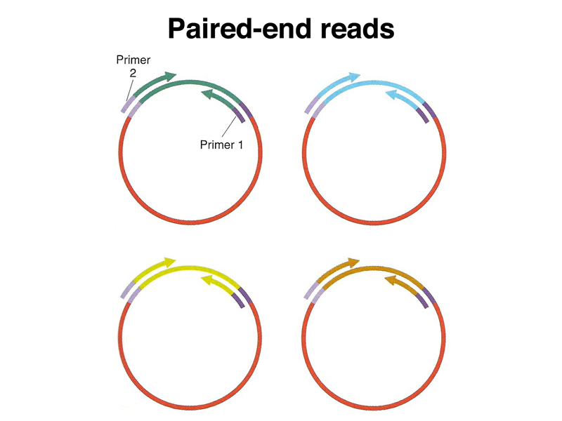 genome structure