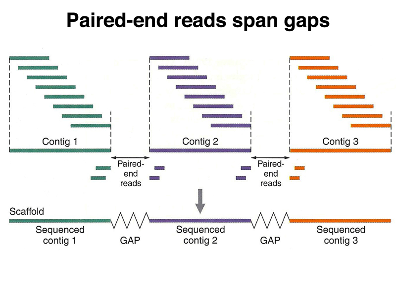 genome structure