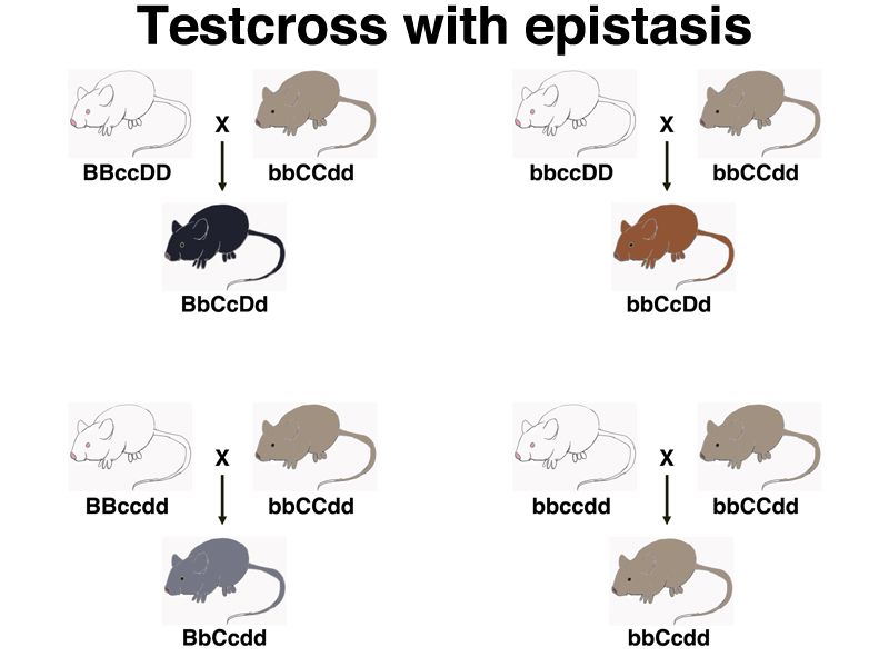 epistasis