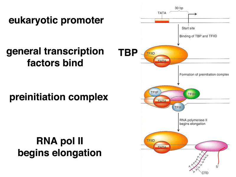 eukaryotic initiation