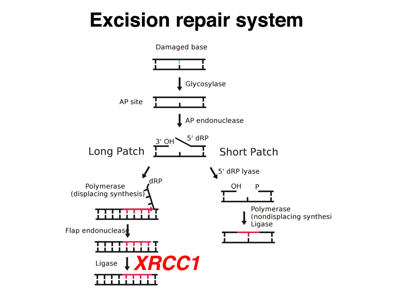 excision repair