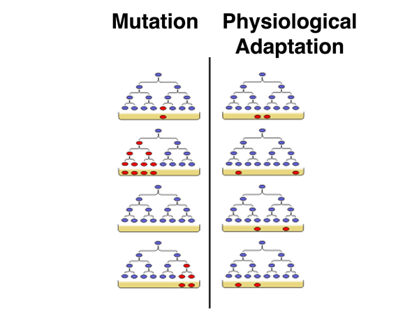 fluctuation test