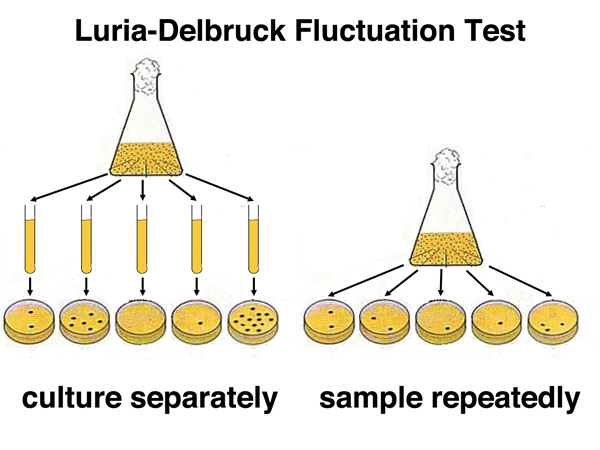 fluctuation test