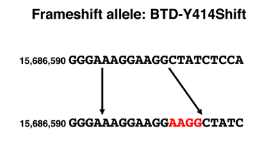 biotinidase