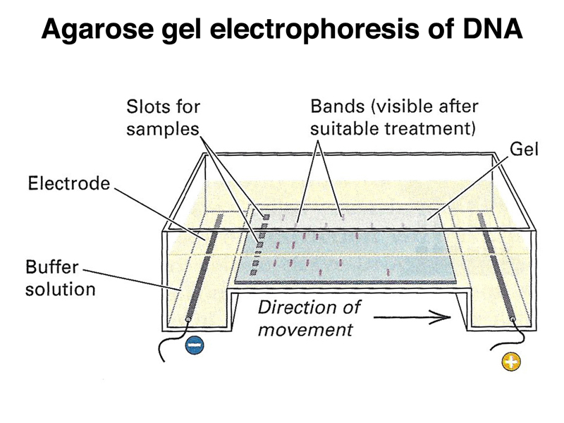 recombinant DNA