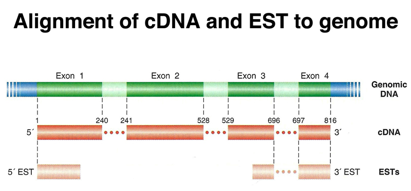 genome structure