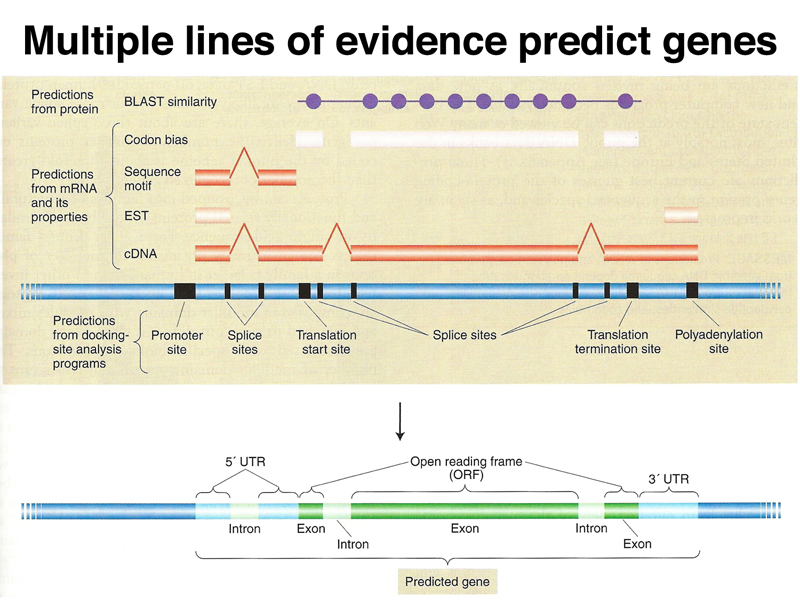 genome structure