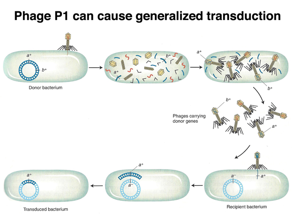 generalized transduction