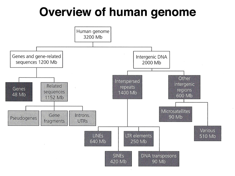 genome structure