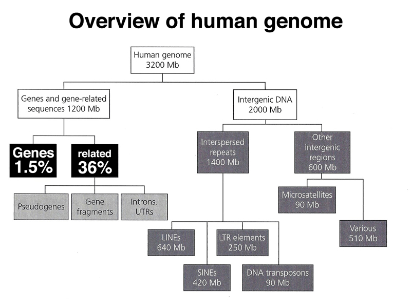 genome structure