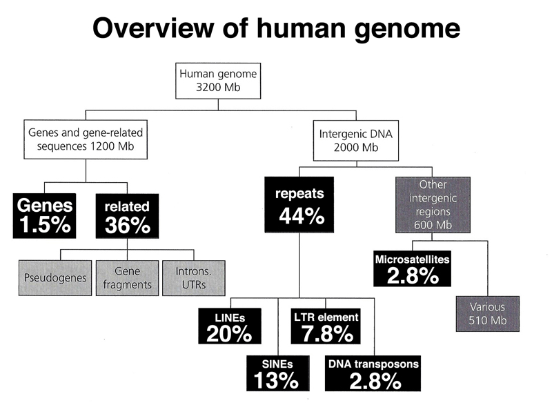 genome structure